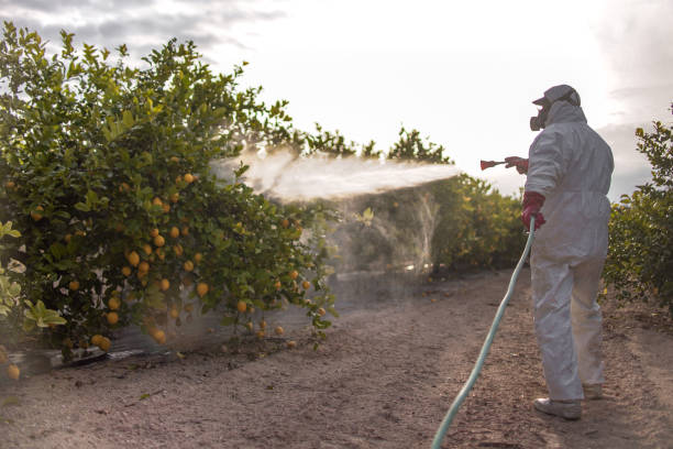 Best Bed Bug Extermination  in Briggs, OK
